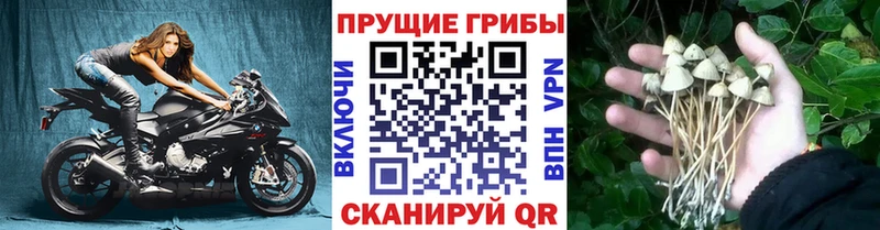 что такое наркотик Усть-Лабинск Галлюциногенные грибы Psilocybine cubensis